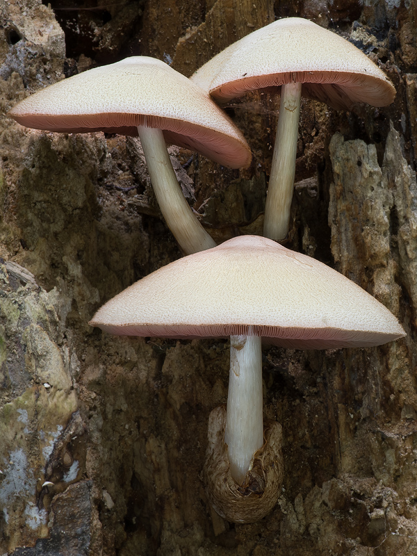 Volvariella bombycina